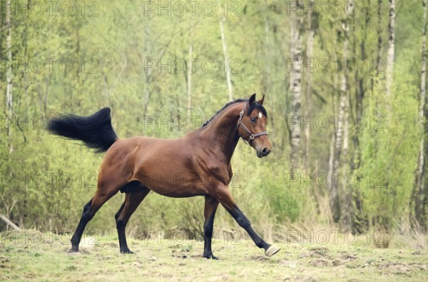 Cantering bay horse. spring