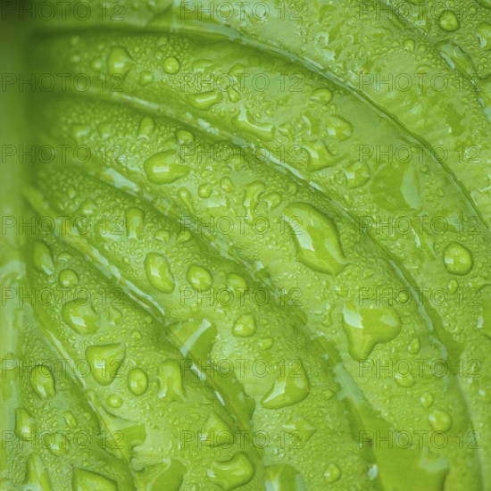 Hosta leaves as a figure green pattern with raindrops