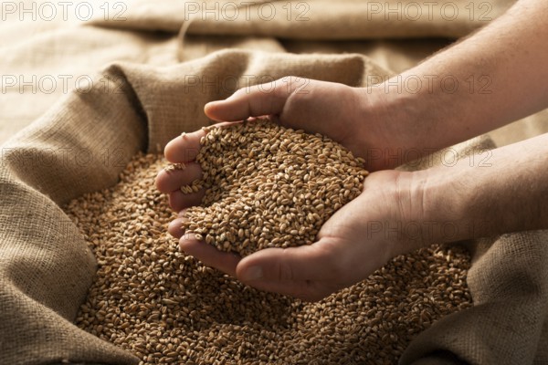 Caucasian male showing wheat grains in his hands over burlap sack, food photography, food photography