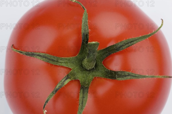 A tomato lies on a white background. Fresh vegetables in every season Austria