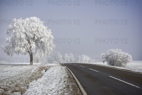 Country road with frost trees in Upper Swabia, Baden-Württemberg, Germany, Europe