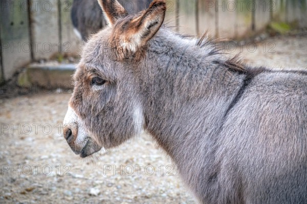 Donkey (Equus asinus) in profile showing its calm nature outdoors, Eisenberg, Thuringia, Germany, Europe