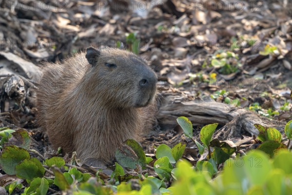 Capybara or capybara (Hydrochoerus hydrochaeris), Pantanal, inland, wetland, UNESCO Biosphere Reserve, World Heritage Site, wetland biotope, Mato Grosso, Brazil, South America