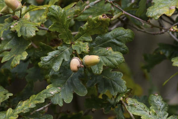 Mature acorns and leaves on an oak tree during Autumn