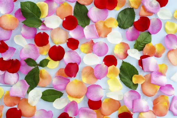 Colorful rose petals and leaves on light blue background
