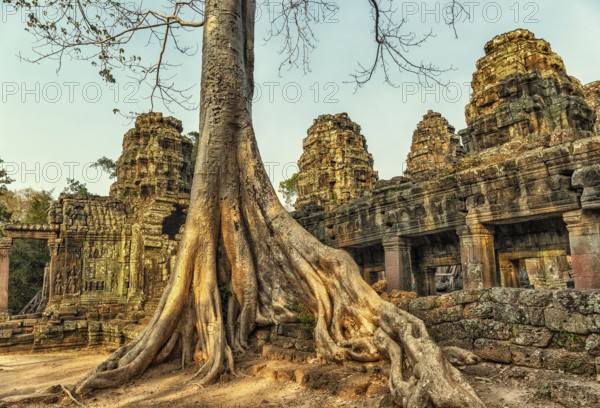 Roots of giant tree covering the ruin of Ta Prohm temple in Angkor Wat, Siem Reap, Cambodia, Asia