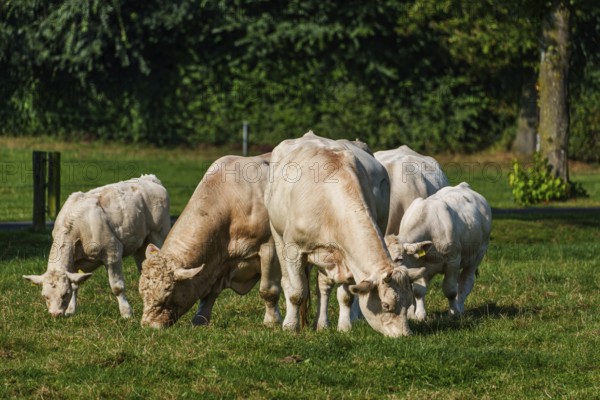 A group of white cows grazing peacefully on a sunlit green pasture, Weseke, Münsterland, Germany, Europe