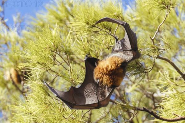 Flying Fox colony in trees in the city of Adelaide in South Australia, Australia, Oceania