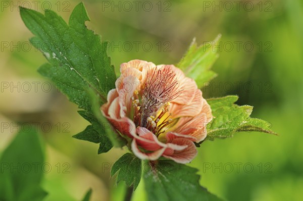 Blossom of water avens. Blossom of Water avens
