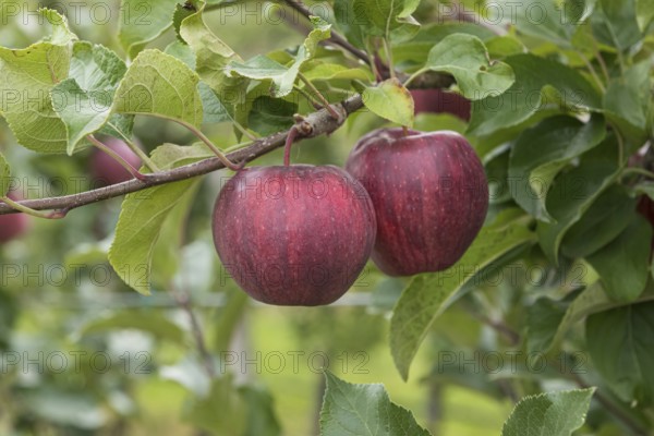 Apple (Malus domestica CAMEO), Cambridge Botanical Garden, Germany, Europe