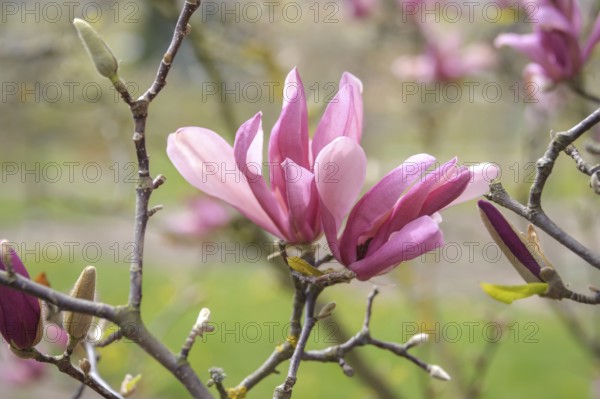 Magnolia (Magnolia 'Ricki'), Bavarian State Institute for Viticulture and Horticulture, Veitshöchheim, Bavaria, Germany, Europe