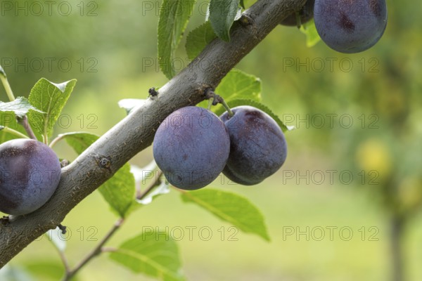 Plum (Prunus domestica 'Anna Späth'), Bundessortenamt Prüfstelle Wurz, Germany, Europe