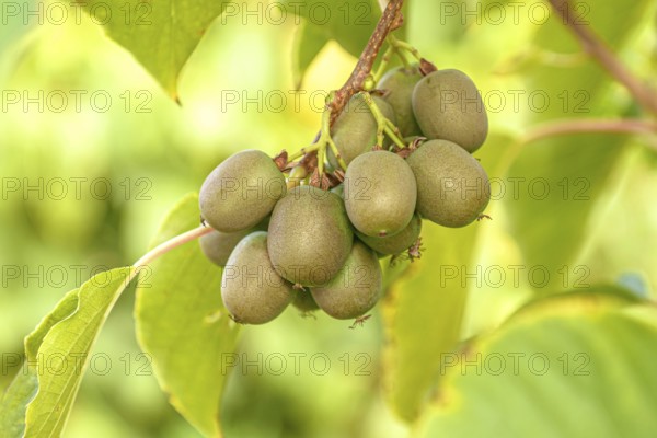 KiwiBerry (Actinidia 'Victoria'), Bavarian State Institute for Viticulture and Horticulture, Germany, Europe