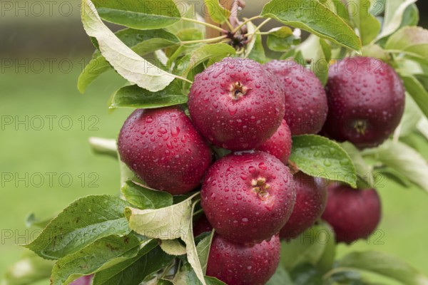 Apple (Malus domestica 'Gaia'), Bundessorteamt, testing centre Wurz, Germany, Europe
