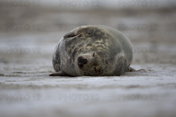 Sleeping female grey seal on the beach of the Helgoland dune