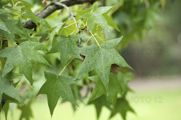 American sweetgum (Liquidambar styraciflua), Cambridge Botanical Garden, Germany, Europe