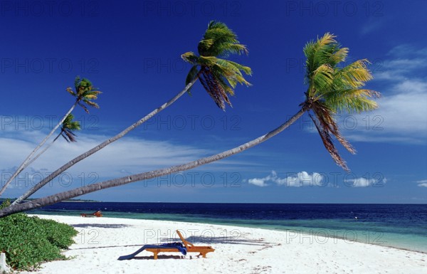 Coconut palms on a sandy beach, Indonesia, Wakatobi Dive Resort, Sulawesi, Indian Ocean, Banda Sea, Asia