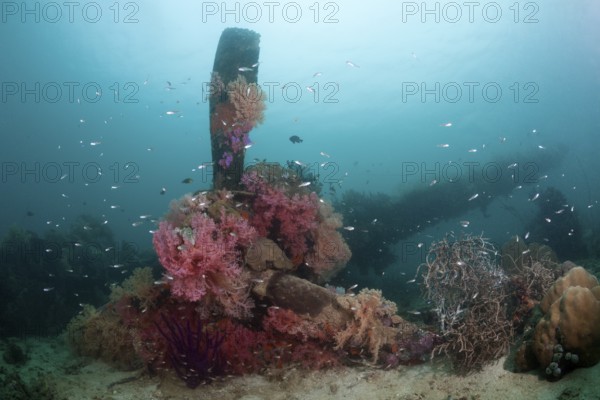 Lockheed P-38 Lightning Fighter aircraft wreckage, Marovo Lagoon, Solomon Islands, Oceania