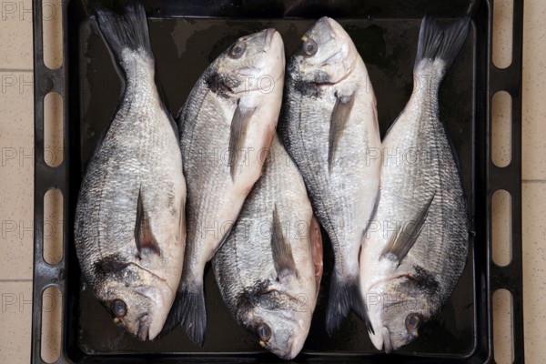 Fish for cooking, fresh dentex, dentex dentex, food, Chioggia, Veneto, Italy, Europe