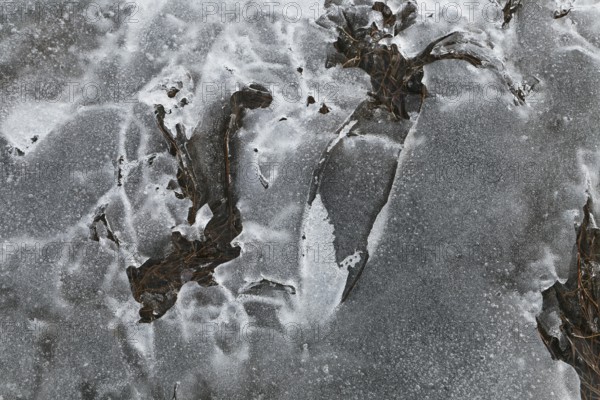 Nature, melting ice pattern, Province of Quebec, Canada, North America
