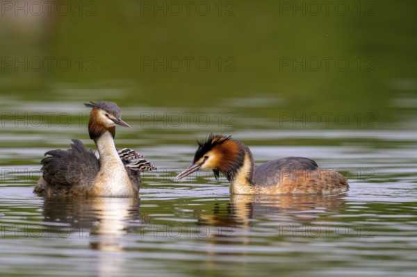 Two great crested grebe (Podiceps cristatus) and two chicks swimming in the water. Clear water and nature, Kassel, Hesse, Germany, Europe