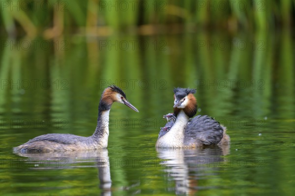 Two great crested grebes (Podiceps scalloped ribbonfish) and two chicks on a calm body of water. Green vegetation in the background, Kassel, Hesse, Germany, Europe
