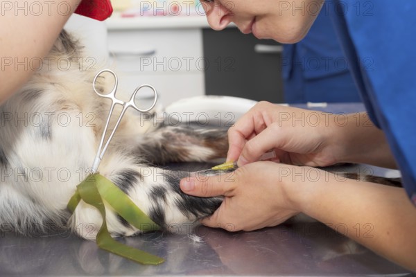 Veterinary place an intravenous line in a dog. Close up