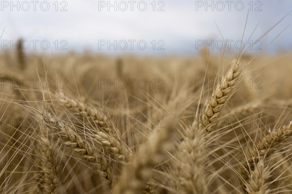 Summer wheat field and Storm clouds