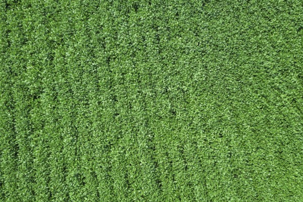 Green ripening soybean field. Rows of green soybeans Aerial