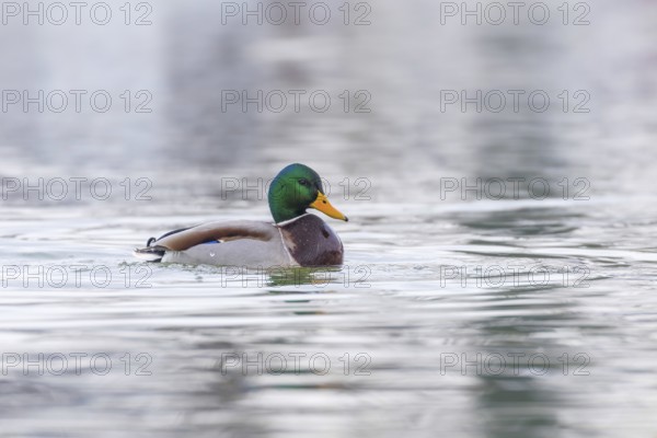 Wild duck, mallard male swimming (Anas platyrhynchos)