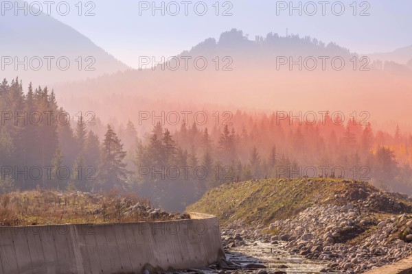 Abstract image of mysterious misty fog pine tree red sunset or sunrise forest