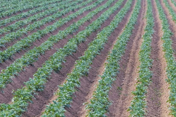Potato Crops In a Row, Green Field, Potato Field