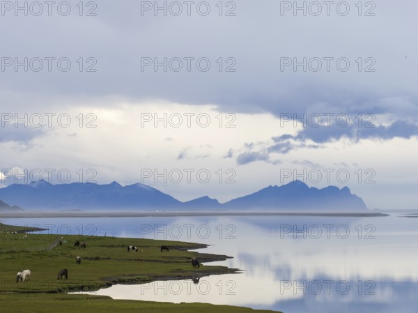 Grazing Icelandic horses, morning mood by the sea, near Reynivellir, South Iceland, Iceland, Europe