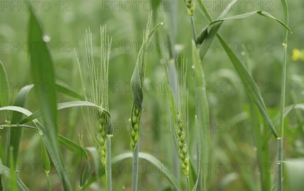 Close-up view of young wheat stalks in a field, covered in tiny dewdrops. The vibrant green color and the delicate texture of the plants create a sense of freshness and new growth.