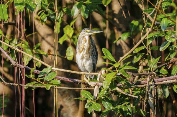Close-up of a Striated Heron perching in a tree in sunlight, Pantanal Wetlands