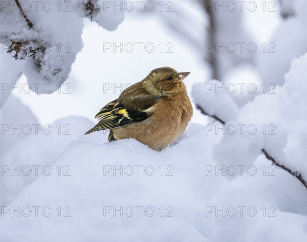 Closeup of a male chaffinch sitting on a snow covered tree