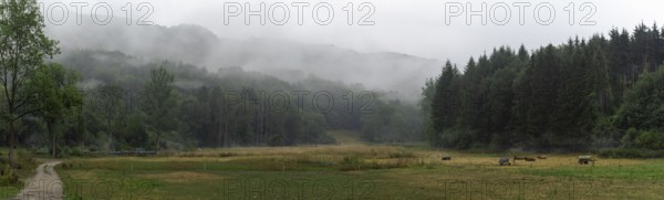 Beautiful gloomy landscape with green wooded hills, an alley, and cows on a pasture, on a misty summer morning, near Braunsbach town, Germany, Europe