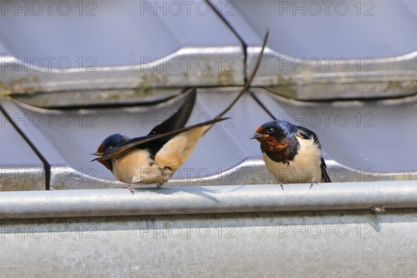 Barn Swallows at mating time. Barn Swallow, Hirundo rustica, Barn Swallow
