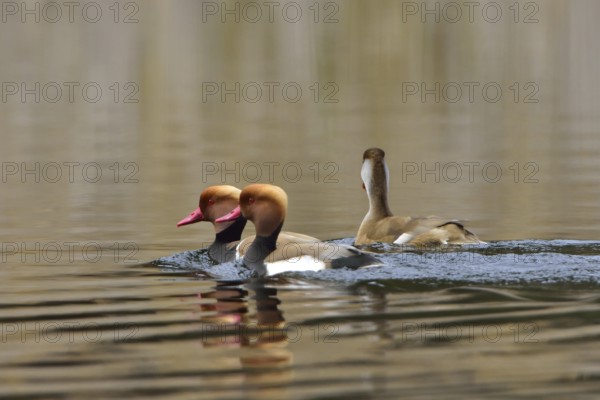 Red-crested pochard on a lake. Redcrested pochard during courtship