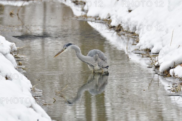 Grey heron in the snow looking for food. Graureiher im Winter