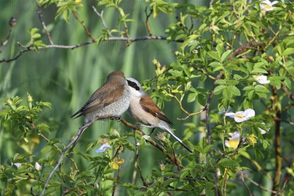Red-backed shrike couple during mating. Red backed shrike mating time