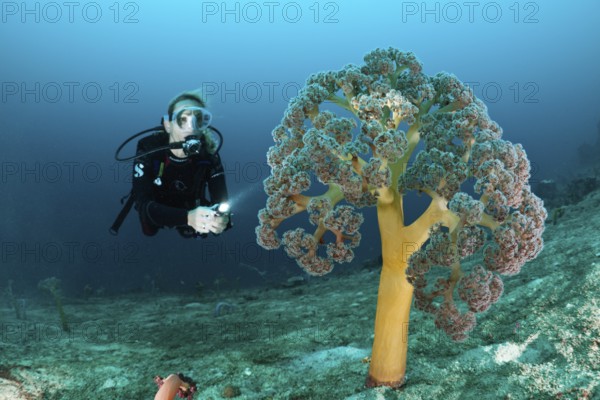 Diver and umbellate soft coral, Umbellulifera sp., Cenderawasih Bay, West Papua, Indonesia, Asia