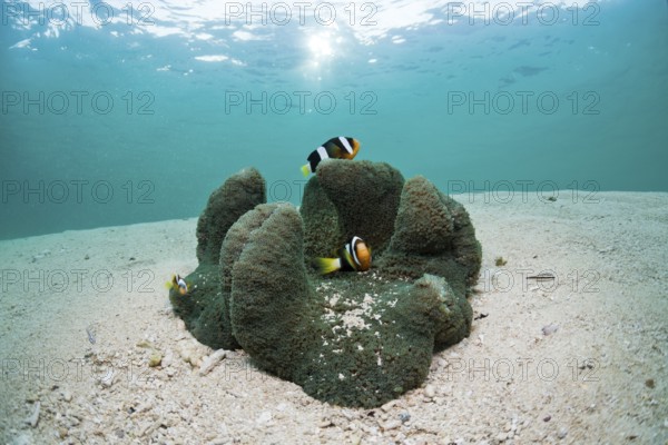 Clark's anemonefish in lagoon, Amphiprion clarkii, Cenderawasih Bay, West Papua, Indonesia, Asia