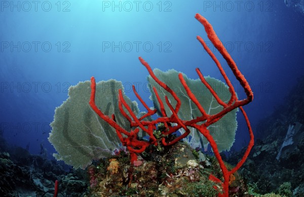 Caribbean coral reef, Punta Cana, Caribbean Sea, Dominican Republic, Central America