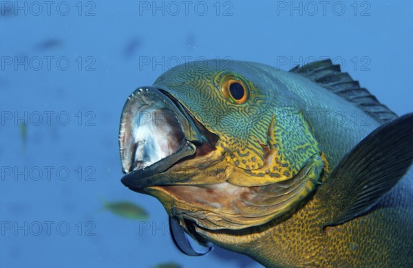 Cleaner fish cleans yellow-eyed snapper, Labroides dimidiatus, Macolor macularis, Indian Ocean, Ari Atoll, Maldives, Asia