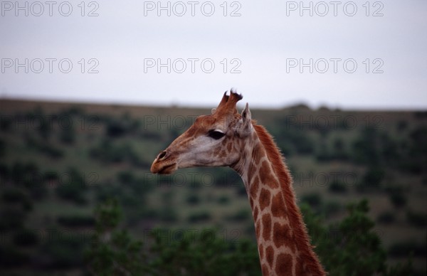Giraffe, Giraffa camelopardalis, South Africa, Schotia Game Park, Africa