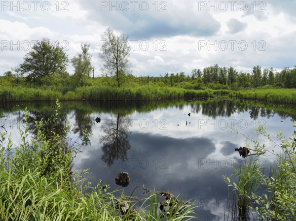 View of a marshland landscape, reflection, Lower Rhine, North Rhine-Westphalia, Germany, Europe