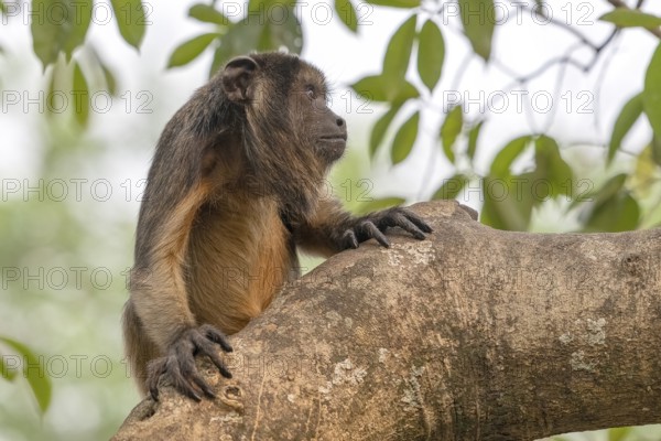 Black howler (Alouatta), juvenile, Pantanal, inland, wetland, UNESCO Biosphere Reserve, World Heritage Site, wetland biotope, Mato Grosso, Brazil, South America
