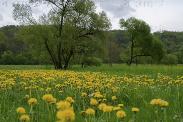 Flower meadow in spring, nature reserve, Reiherhalde, Vogelhalde, dandelion, Ohrnberg, Sindringen, Kochertal, Kocher, Hohenlohe, Germany, Europe
