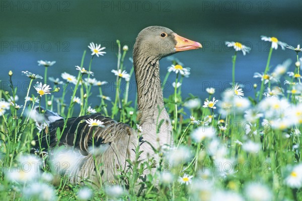 A greylag goose lies in a field of flowers, Schleswig-Holstein, Federal Republic of Germany